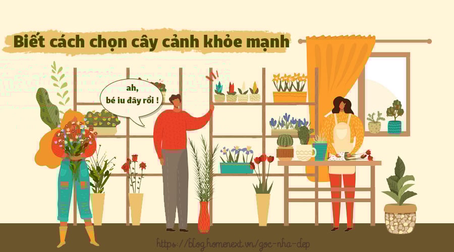 Vệ sinh lá cây cảnh